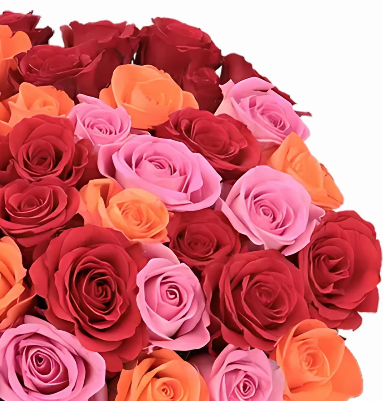Blume Ideal Bukiet róż, 40 róż w kolorze czerwonym, różowym i pomarańczowym, Ø 40-50 cm, najwyższa jakość, 7-dniowa świeżości, idealny prezent kwiatowy