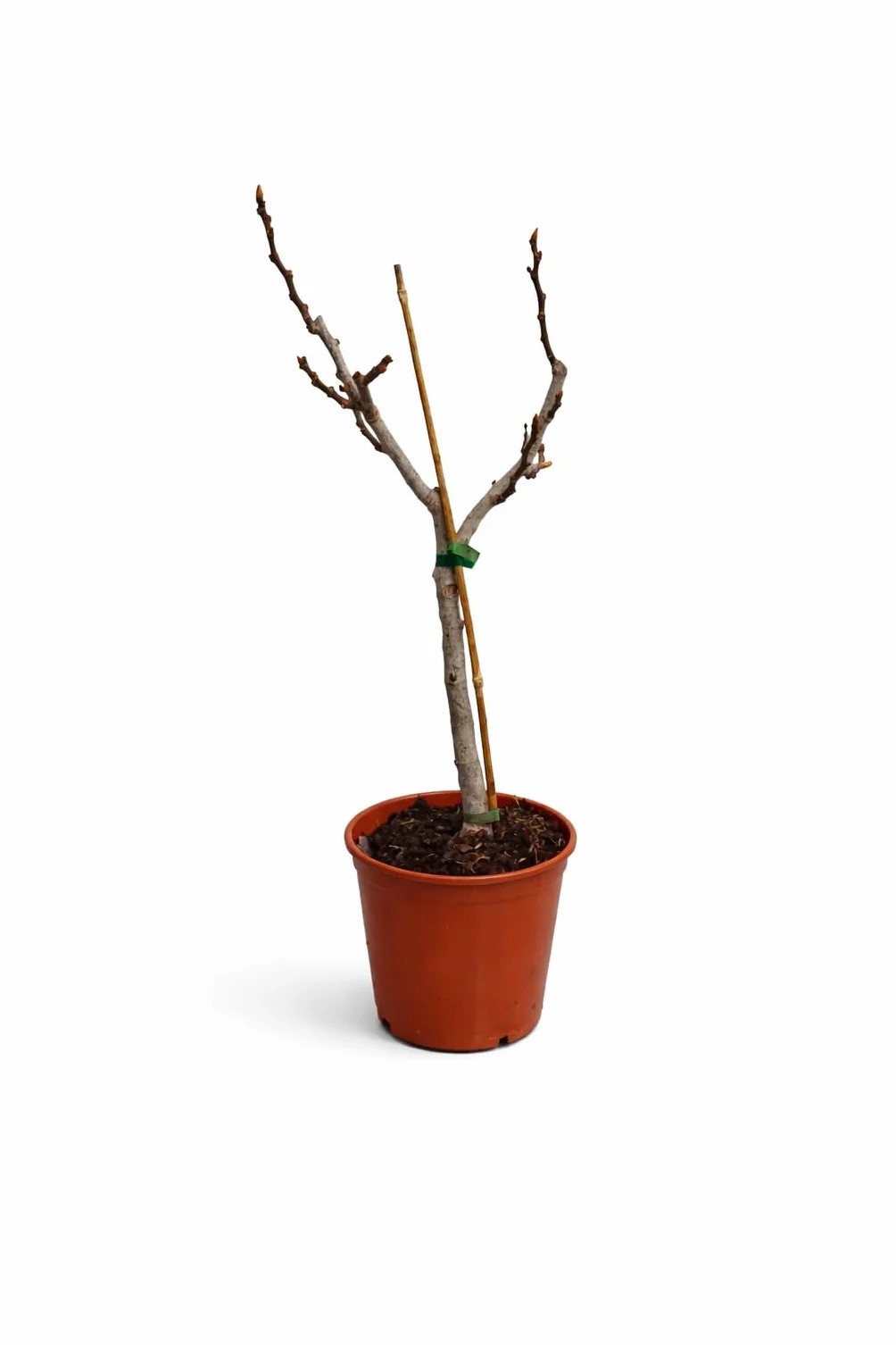 Figa mrozoodporna Ficus carica Turkey 70-100 cm drzewko figowe brązowe