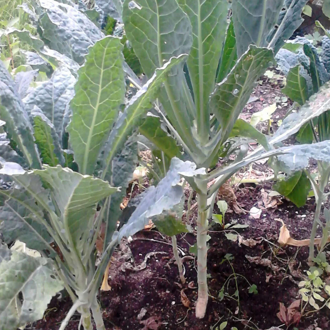 Jarmuż toskański palmowy "Cavolo Nero" (Brassica oleracea var. palmifolia) ok. 400 nasion Kapusta czarna, kapusta włoska, superżywność