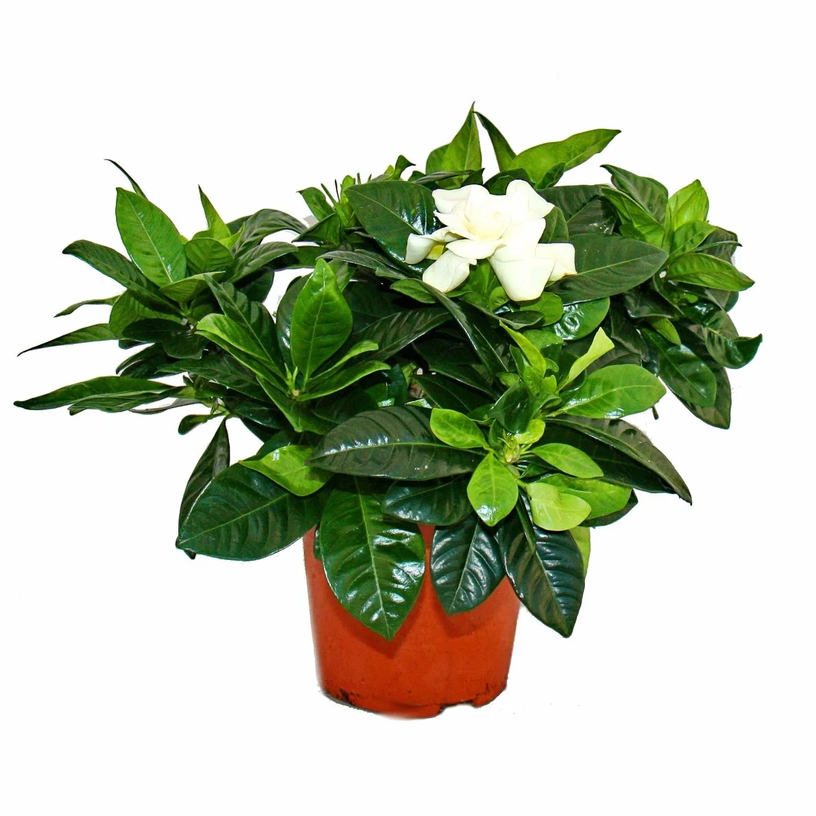 Gardenia pachnąca roślina kwitnąca kremowo-biała doniczka 12 cm