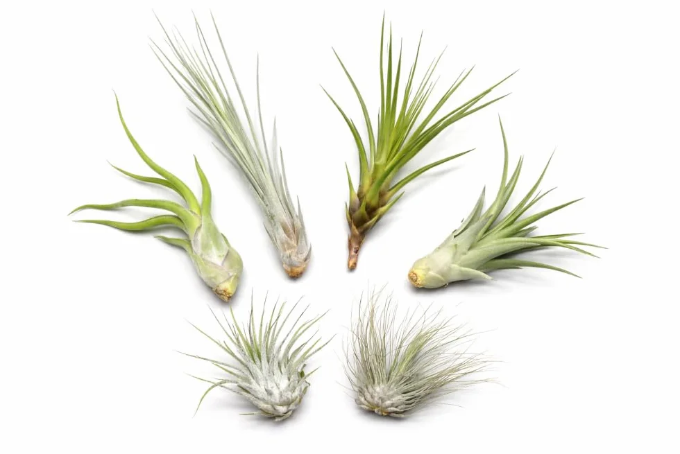 Tillandsia Mix Plus 1 Extra Rośliny Powietrzne