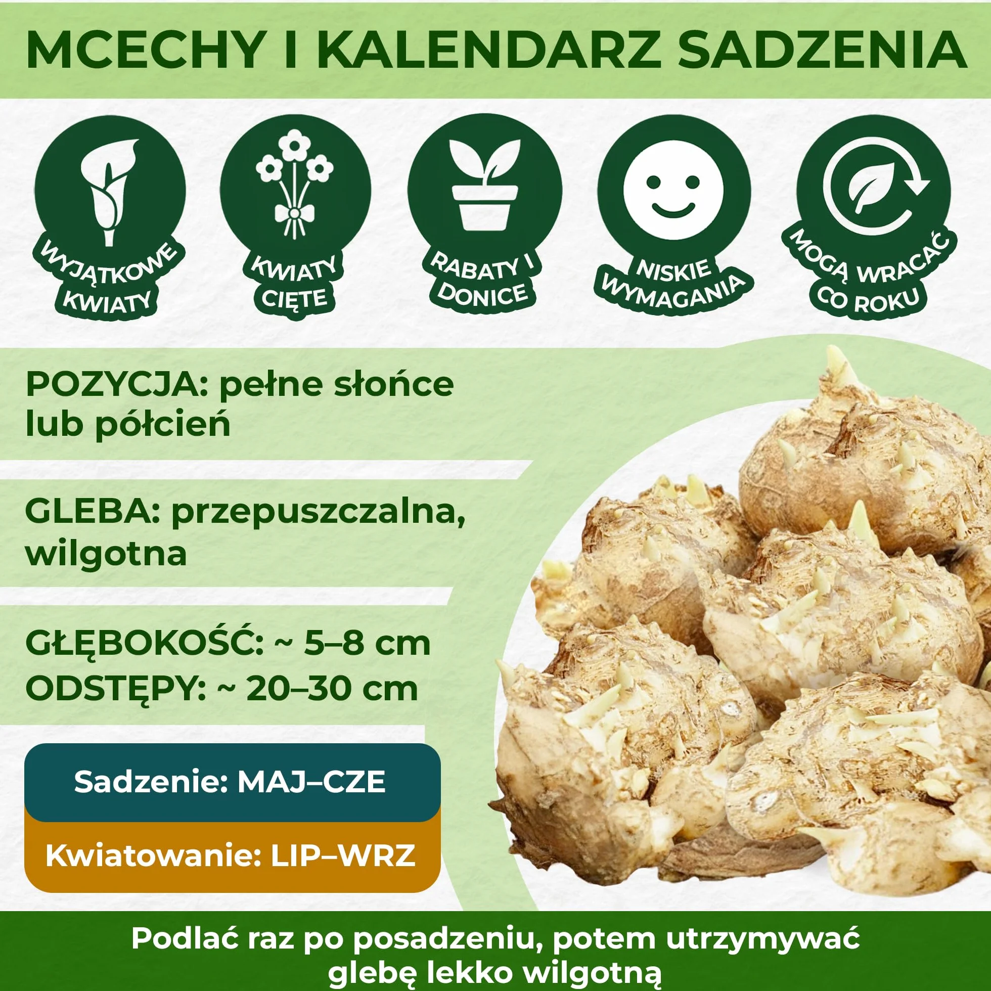 Cebulki żółtej pasji (żółte) Zantedeschia Calla Lily, 5 prawdziwych i dużych cebul, które rodzą więcej niż 5 kwiatów, idealna roślina ogrodowa, kwiatowe z Holandii (bez nasion i nie sztuczne)