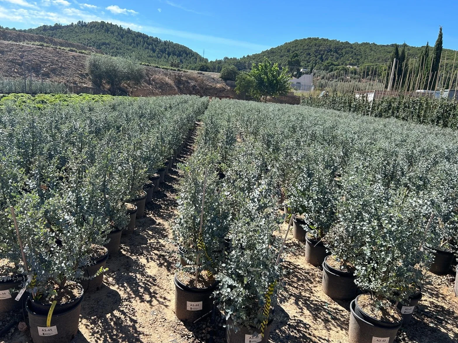 Eucalyptus Gunnii Azura drzewo mrozoodporne 90 cm srebrzysto-zielone liście