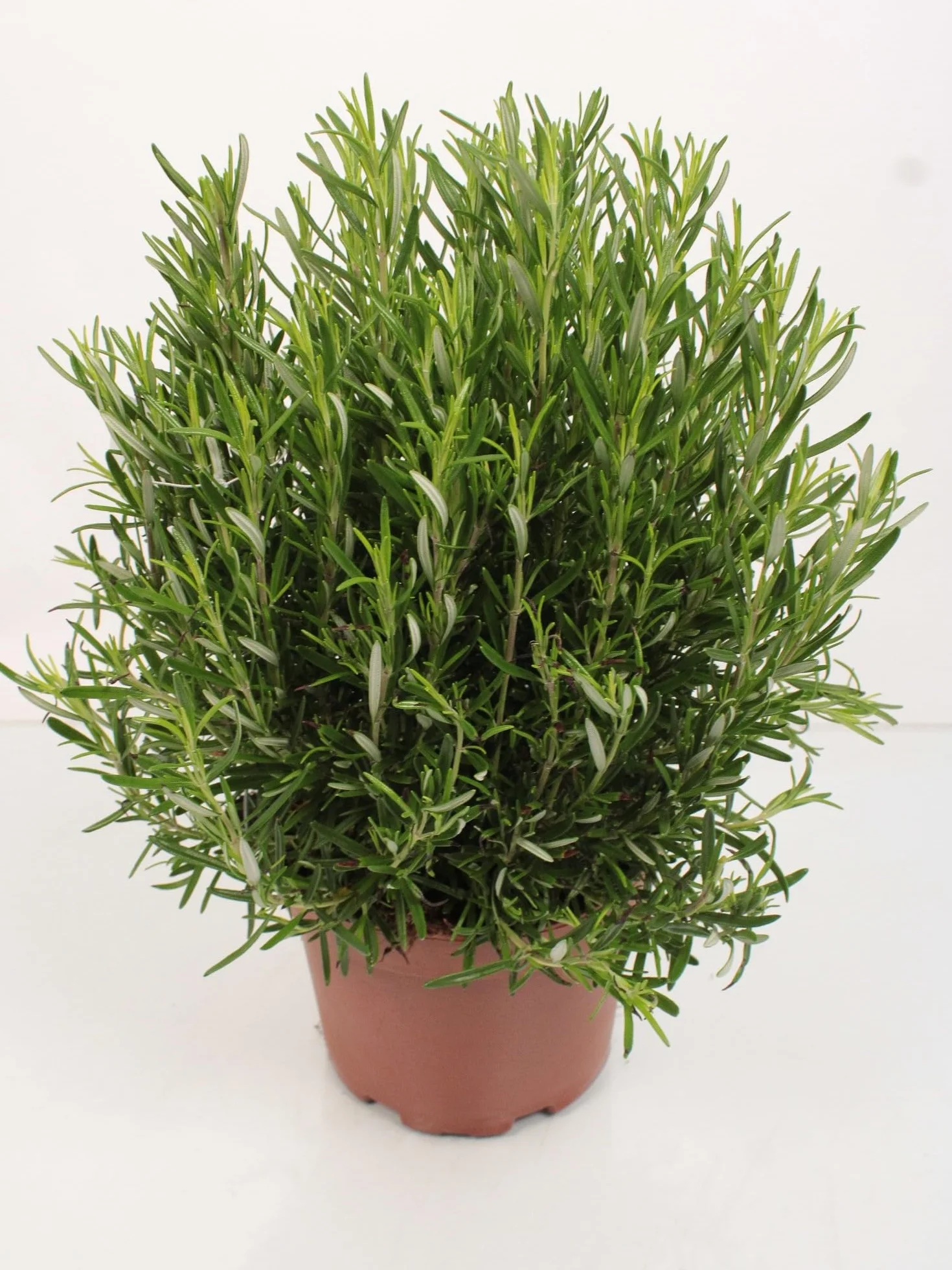 Rozmaryn XXL 40-60 cm – Salvia rosmarinus – świeży rozmaryn do ogrodu i kuchni – aromatyczna przyprawa i roślina lecznicza