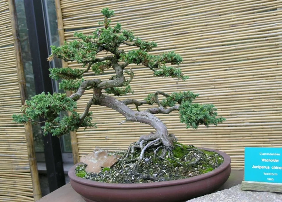 SAFLAX Bonsai Chiński Jałowiec Juniperus chinensis 30 Nasiona