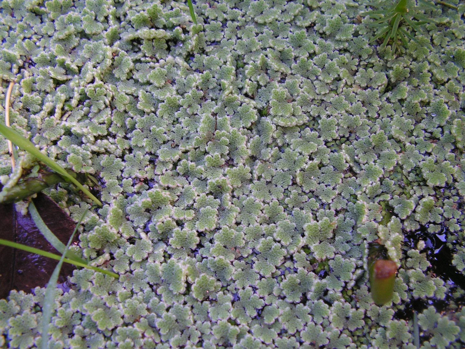 Portal Cool Azolla Caroliniana Feenmoos mrozoodporna paproć