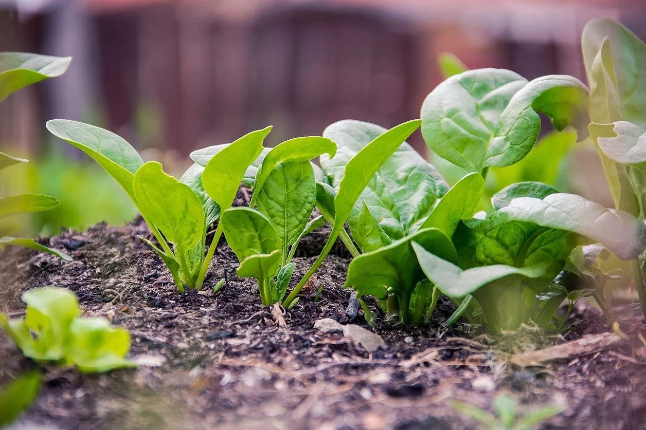 Batch of 250 Spinach Seeds Matador - Tender and Juicy Vegetable - Resistant variety - To be eaten raw or cooked - Great Gustative Quality