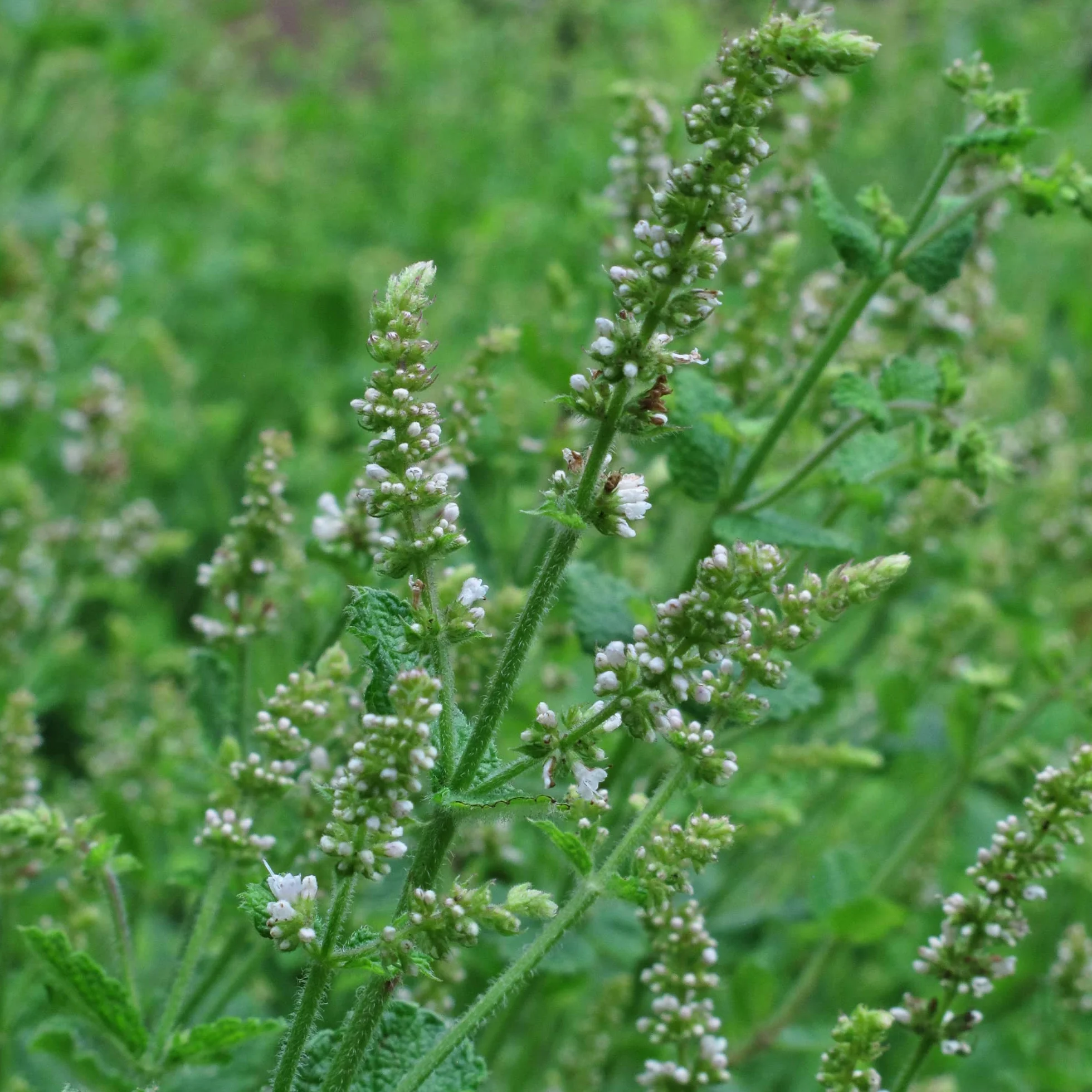 Mięta okrągłolistna jabłkowa Mentha suaveolens 1000 nasion