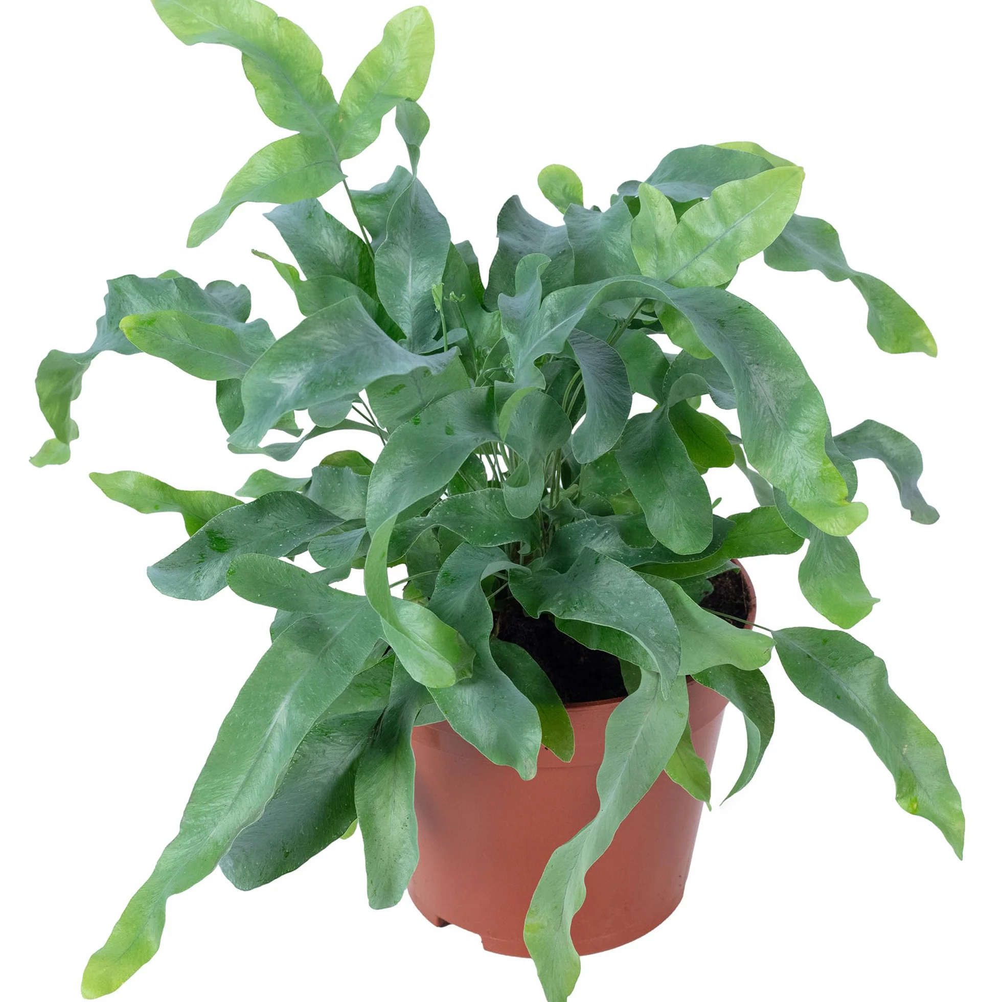 Phlebodium aureum 'Blue Star' Złota paproć roślina pokojowa 40 cm doniczka 14 cm