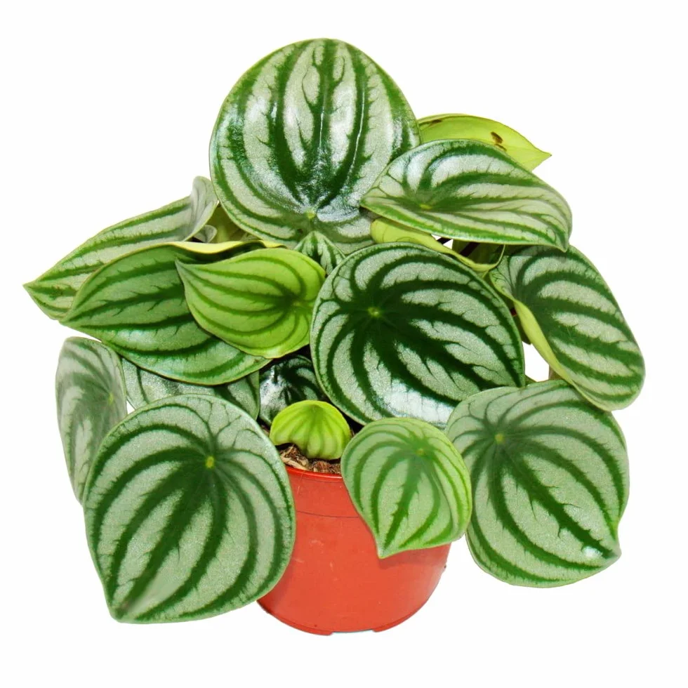 Peperomia argyreia arbuz papryka karłowata arbuza w doniczce 12 cm
