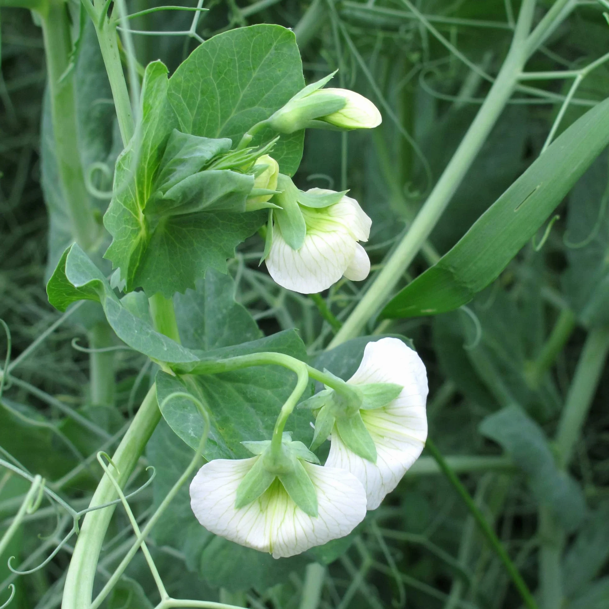 Groszek cukrowy 'Frühe Heinrich' (Pisum sativum) 100 nasion Vroege Hendriks