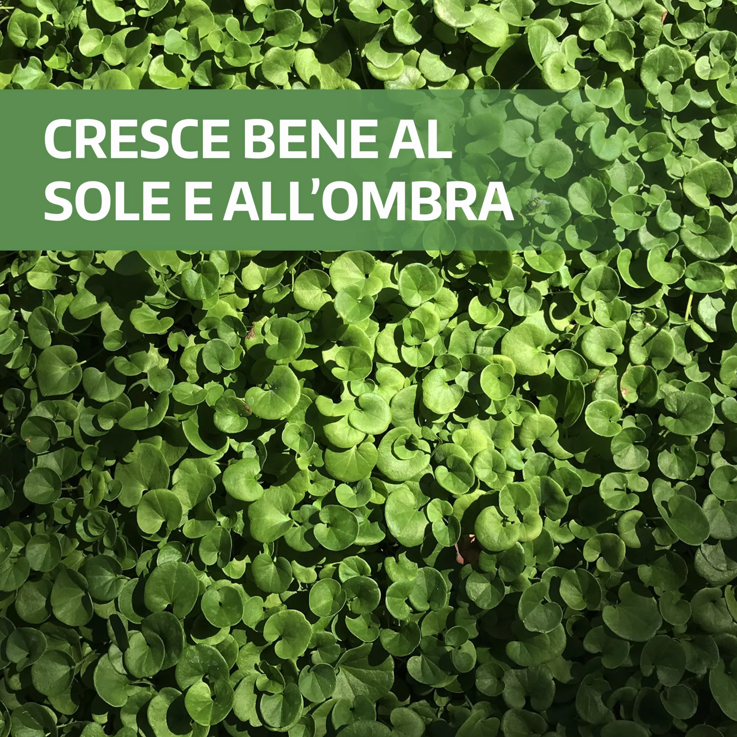 LERAVA® Dichondra repens [Nie wymaga cięcia] - 20m² - Ekstremalna odporność na warunki atmosferyczne i deptanie - Nasiona Dichondra repens - obszarów zacienionych i słonecznych - Made in Italy - 200g