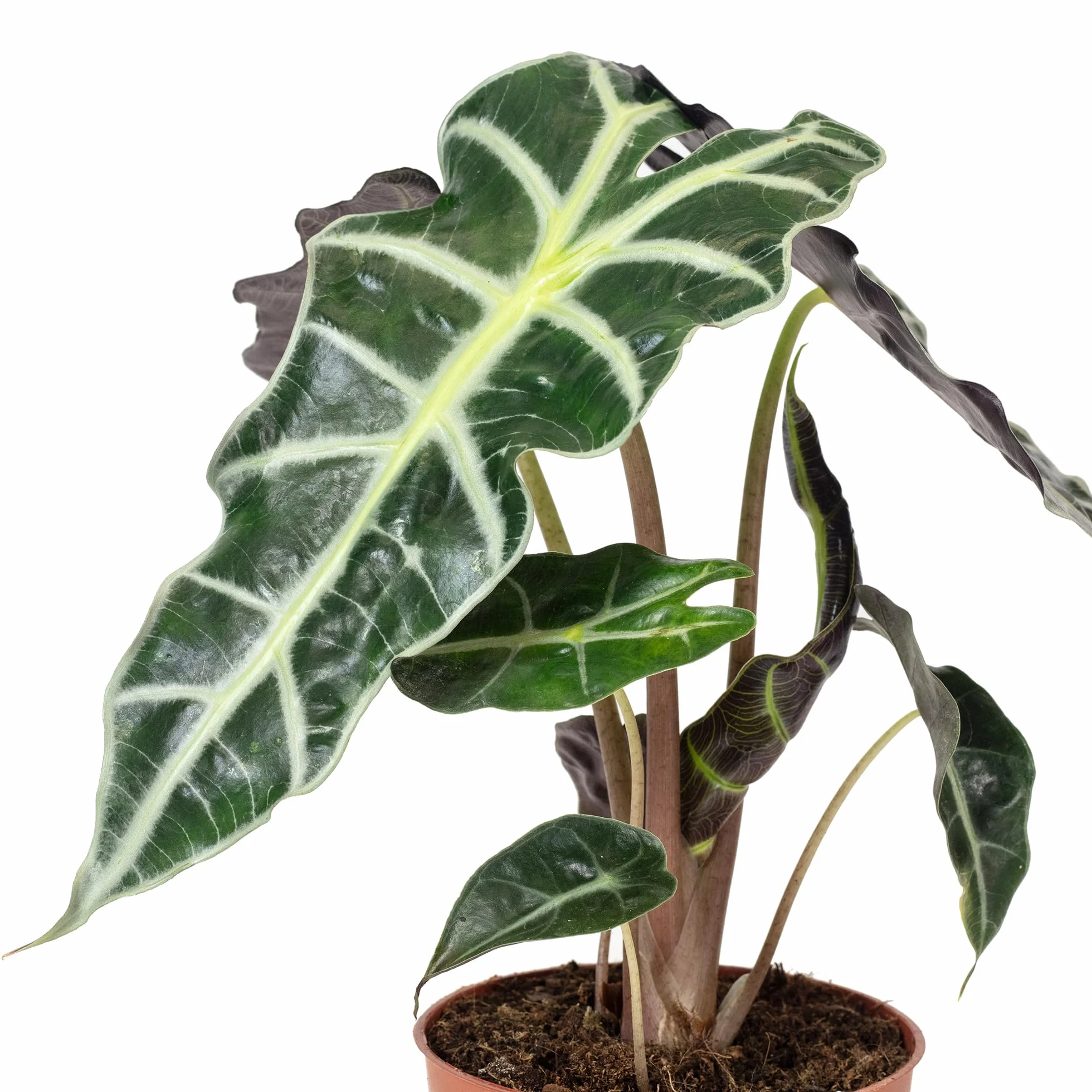 Arrow - prawdziwa roślina pokojowa, alocasia 'Polly' - wysokość ok. 25 cm, średnica doniczki 12 cm
