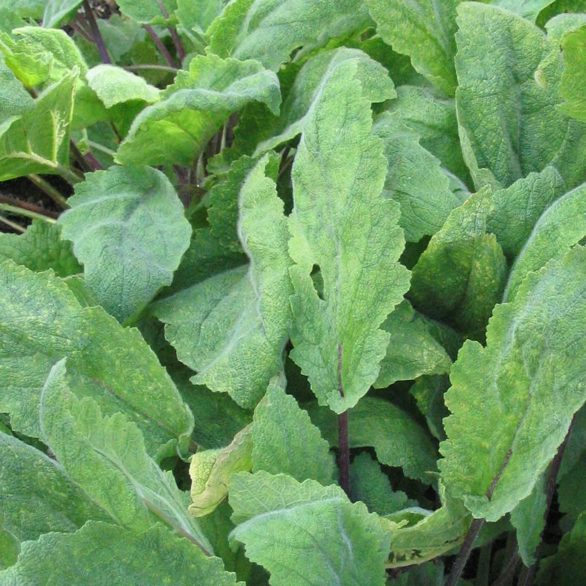 Szałwia muszkatołowa (Salvia sclarea) - ok. 100 nasion