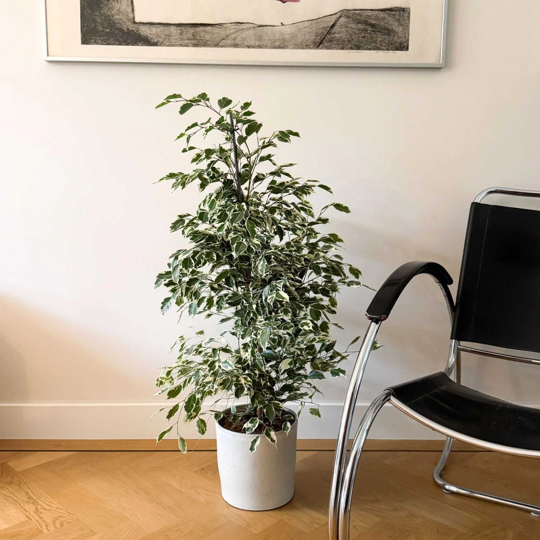 Ficus Benjamina Twilight Roślina Doniczkowa 21cm 100-110cm