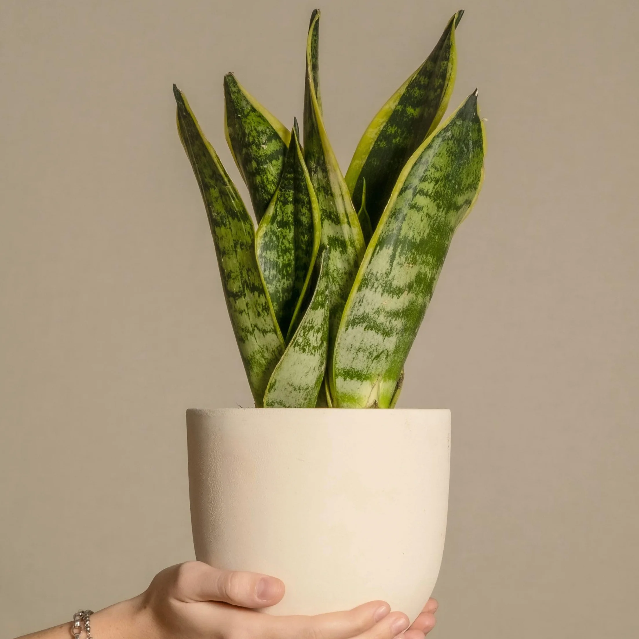 Plant in a Box - Wężownica - Język teściowej - Zestaw 2 sztuk - Sansevieria 'Futura Superba' - Doniczka 12cm - Wysokość 35-40cm