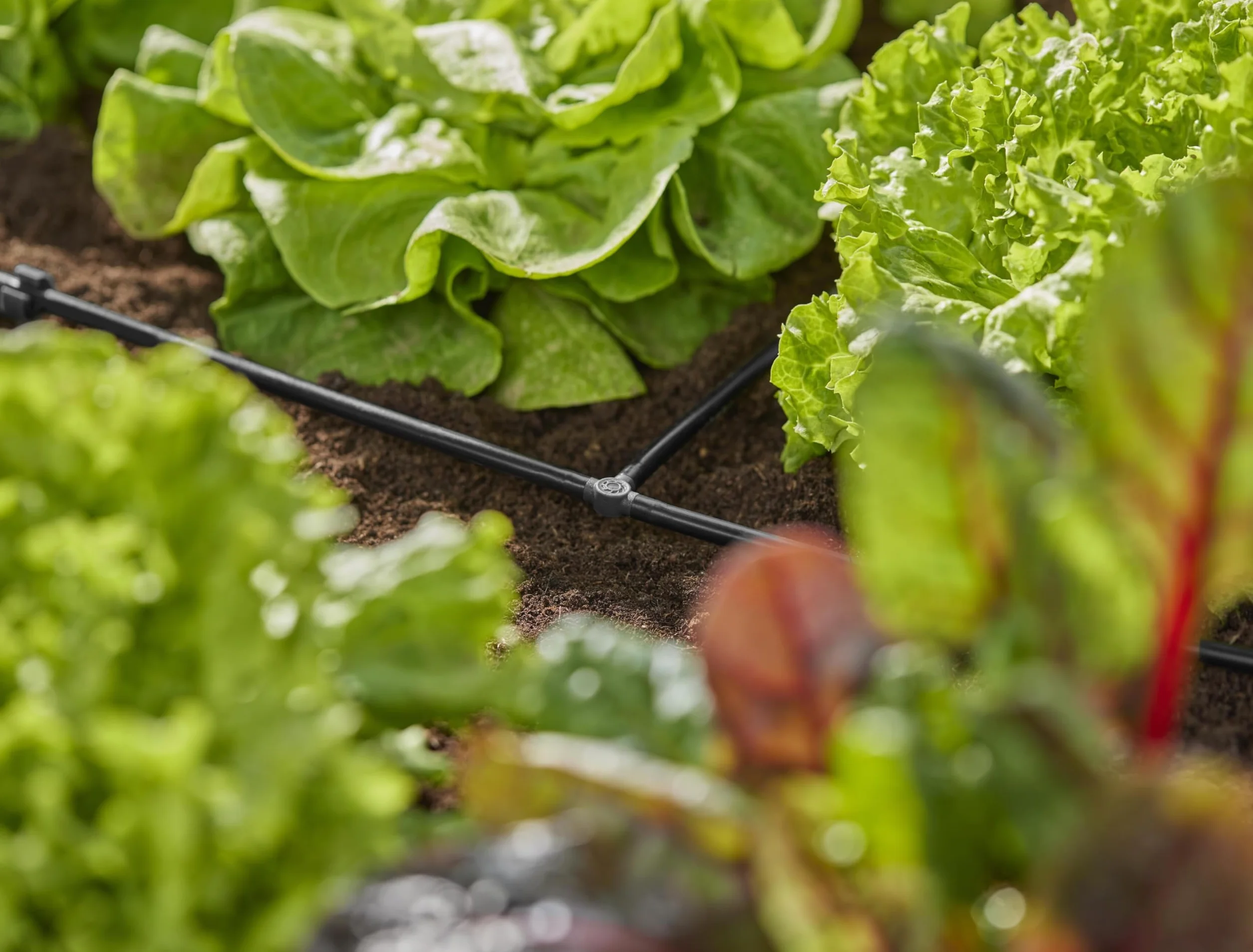 Gardena System Micro-Drip trójnik 4,6 mm (3/16 cala): Akcesoria do odgałęziania rur rozprowadzających i kroplujących, do instalacji bez zagięć, z techniką połączeniową Easy & Flexible (13211-20)
