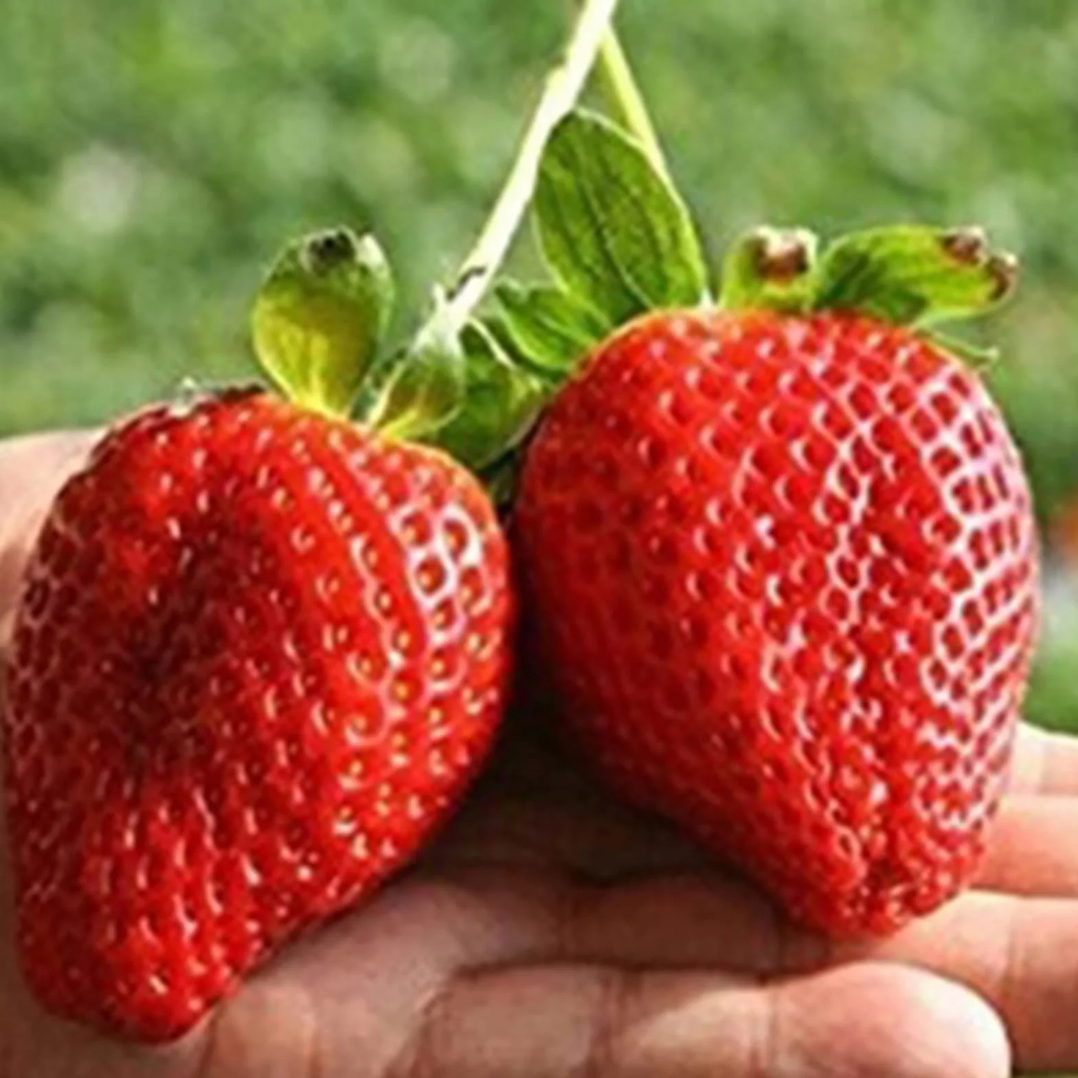Nasiona truskawek, 1000 szt. Nasiona truskawek do sadzenia 100 szt. Jagoda 100 szt. Winogrono 400 szt. Malina, słodkie nasiona hydroponiczne bez GMO Posiew