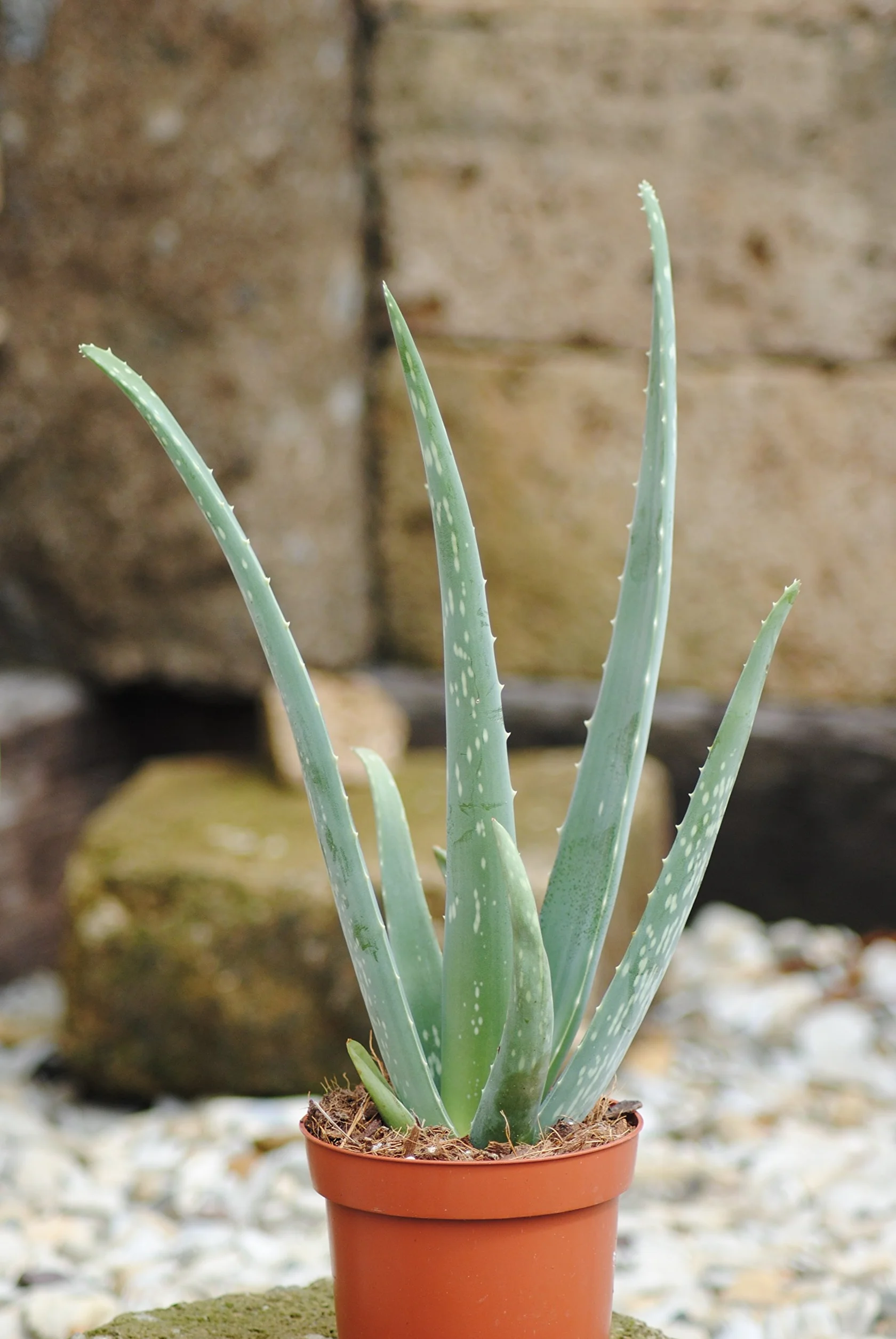 Aloes w doniczce 12 cm, wysokość 40 cm, 3 sztuki