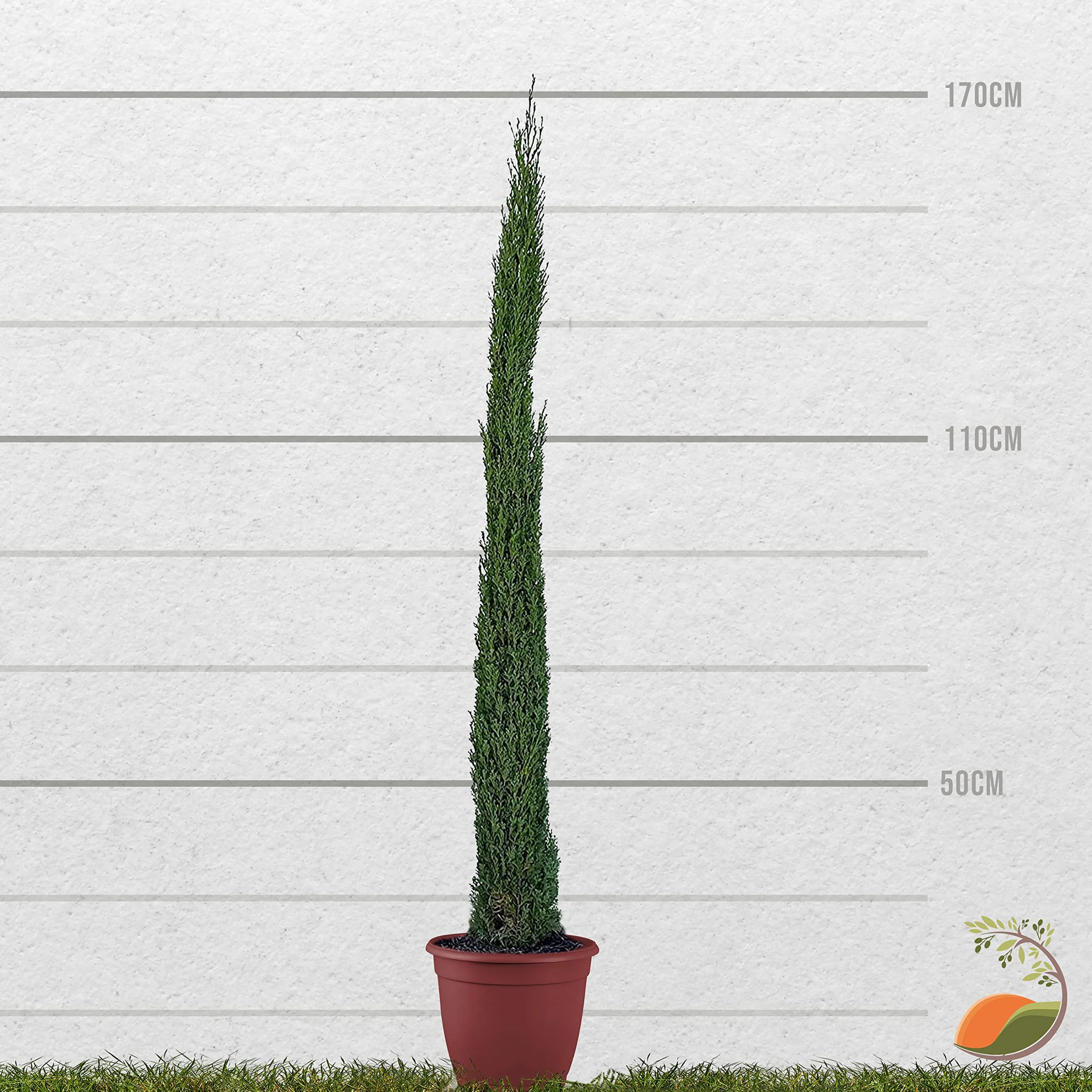 Cupressus Sempervirens włoski cyprys 170 cm, smukły zimozielony cyprys do ogrodu