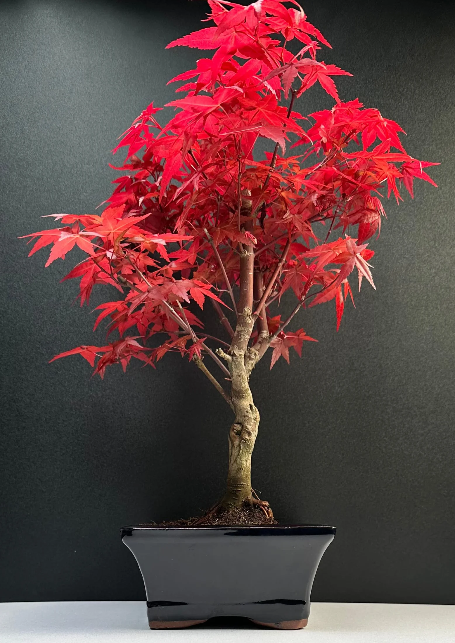 Bonsai z ceramiczną doniczką - 20 cm miska ok. 6 lat, Acer Deshojo/japoński klon wachlarzowy - Acer (klon) Bonsai/Ligustrum, Ficus, Carmona, Podocarpus, chiński elm - ok. 9-11 lat