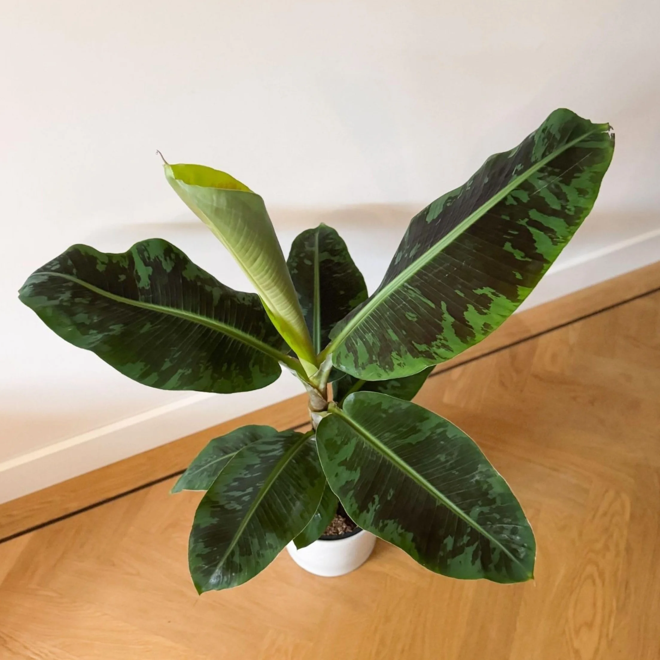 Musa 'Darf Cavendish' Bananowiec Doniczka 21cm Wysokość 90-100cm