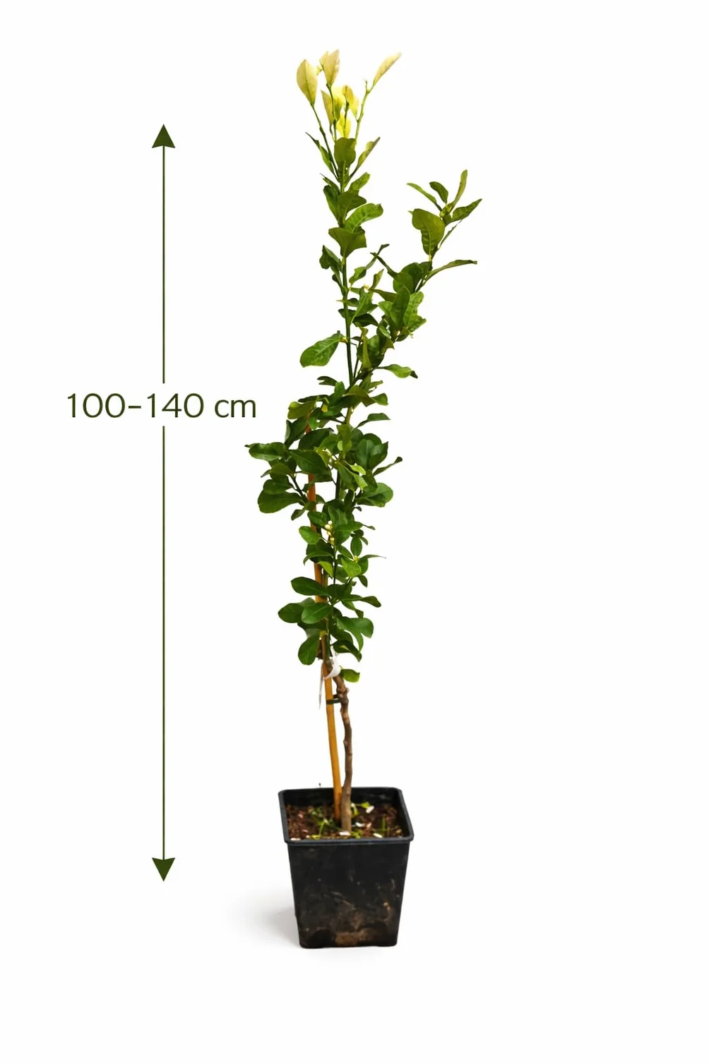 Zitronenbaum Zagara Bianca Citrus x limon 100–140 cm mrozoodporny roślina doniczkowa