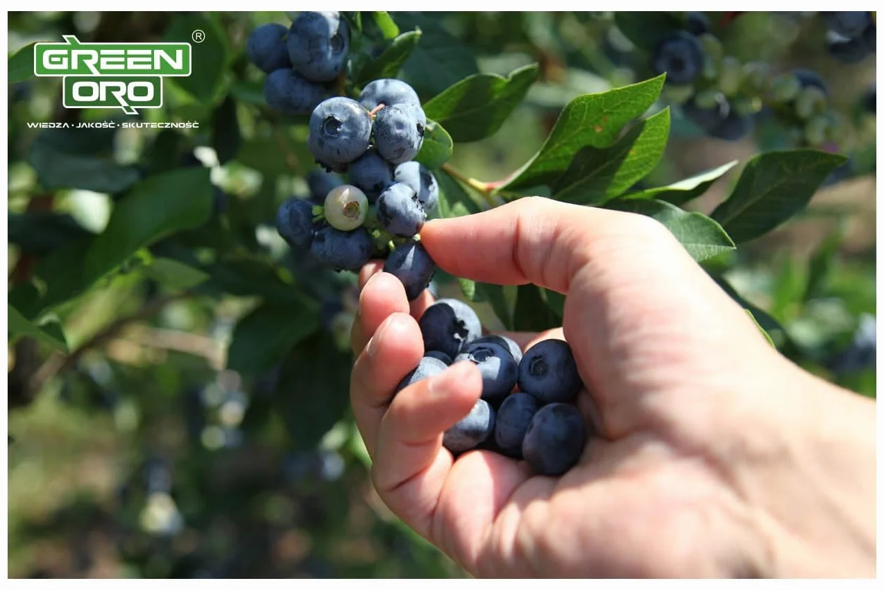 ORO BILBERRY 5KG Nawóz do borówek i roślin kwasolubnych