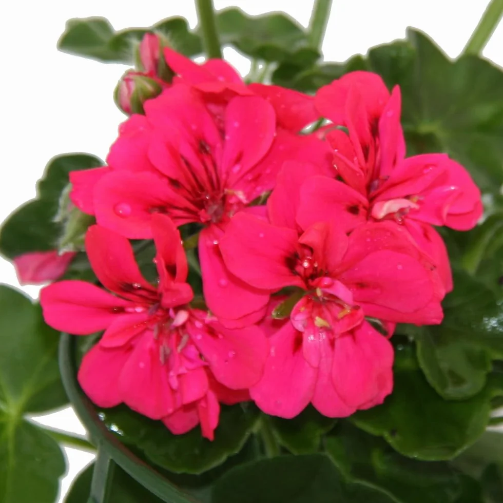 Pelargonium peltatum wisząca doniczka 12 cm zestaw 6 różowa