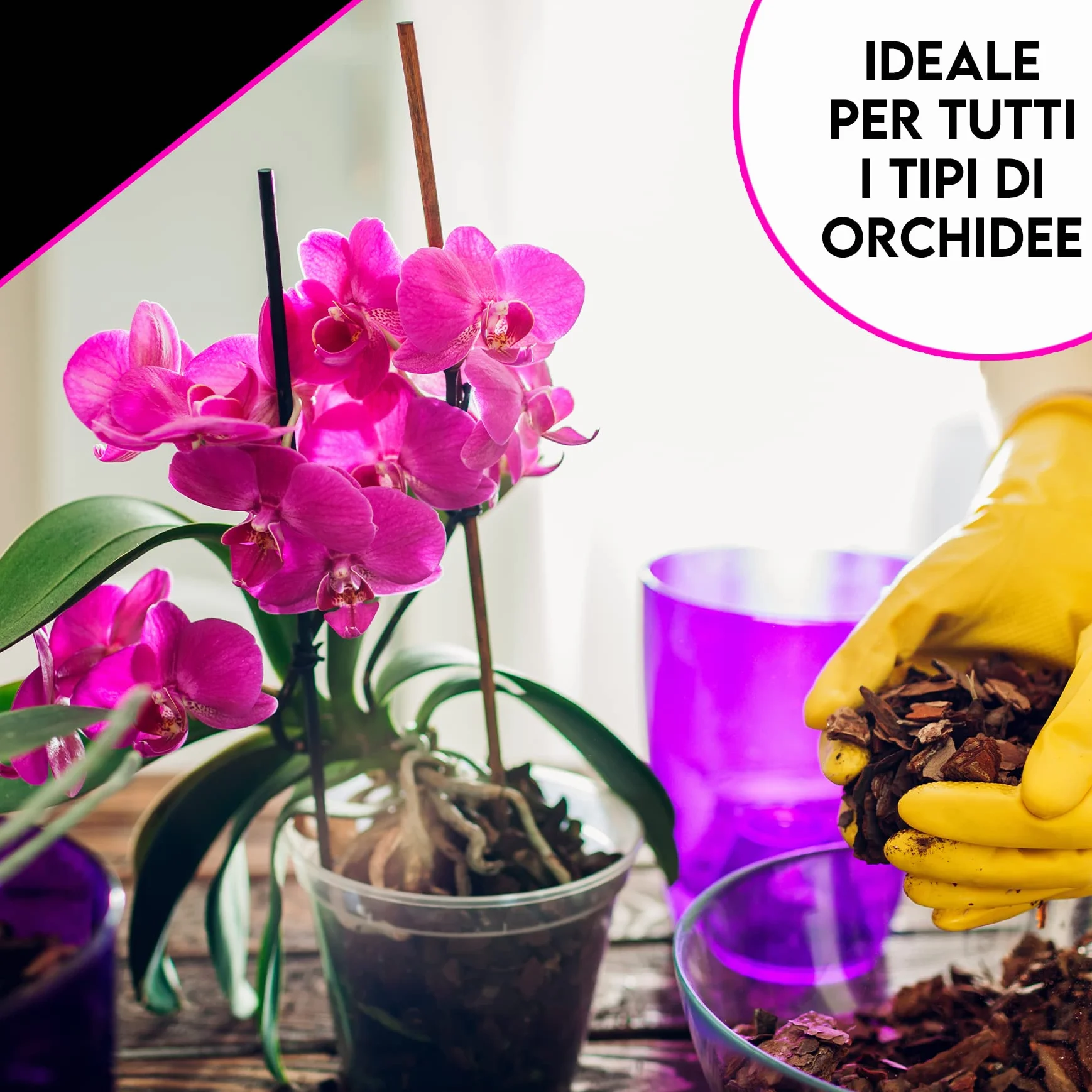 ZOMA GARDEN Premium Orchidee Bark - Naturalna kora do storczyków - umyta, sterylizowana, w 100% przyjazna dla środowiska - 2L (10/15 mm)