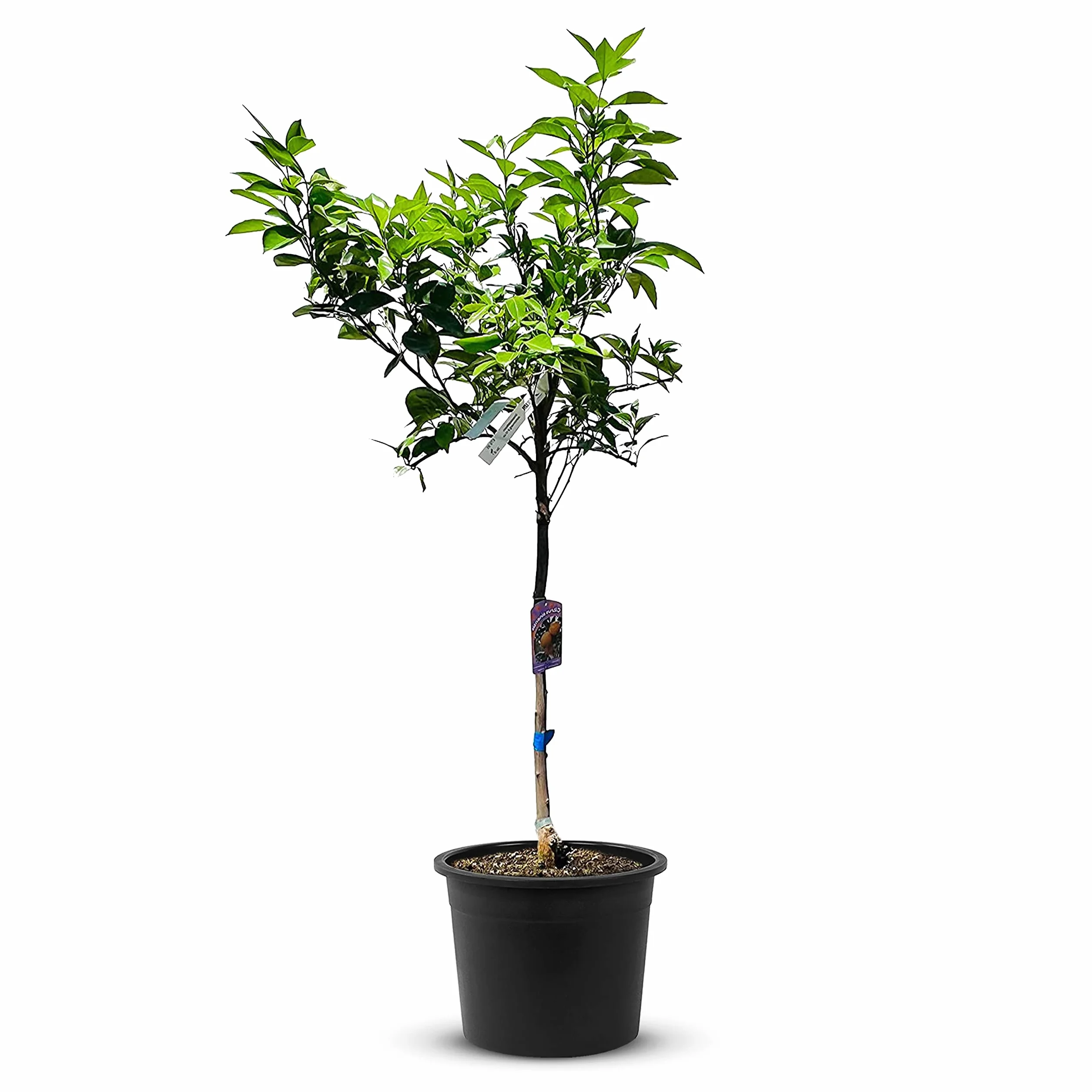 TropicTrees Drzewko pomarańczowe Citrus Sinensis 160 cm obwód pnia 8-10 cm