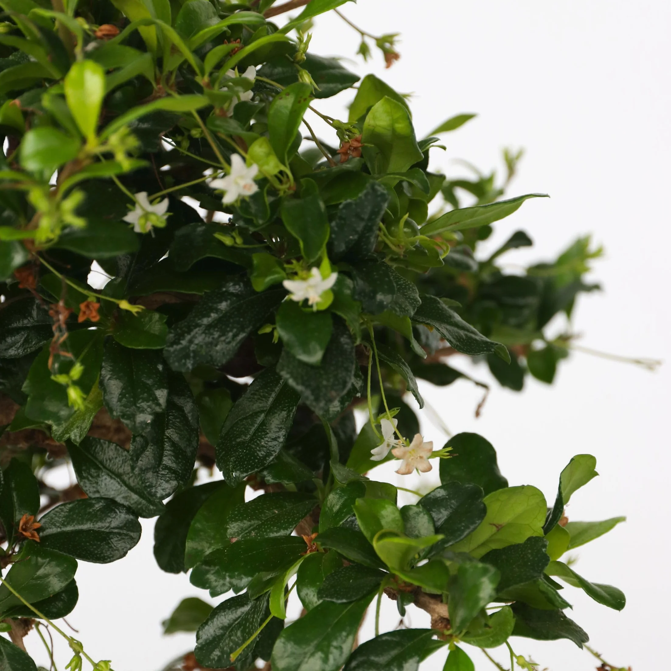 Bonsai Carmona microphylla Drzewko herbaciane Fukien 20-30cm Doniczka 20cm