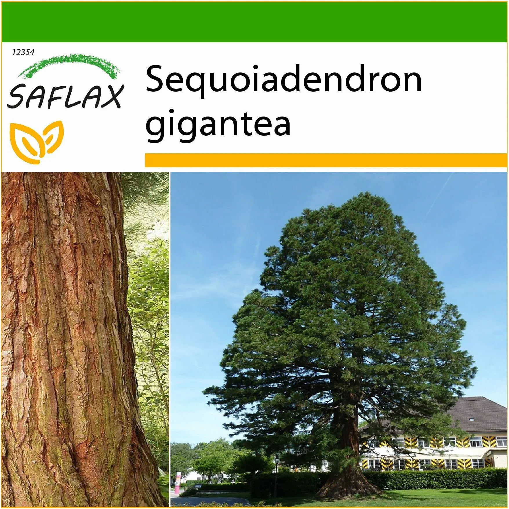 SAFLAX Sekwoja Sequoiadendron gigantea 50 Nasiona