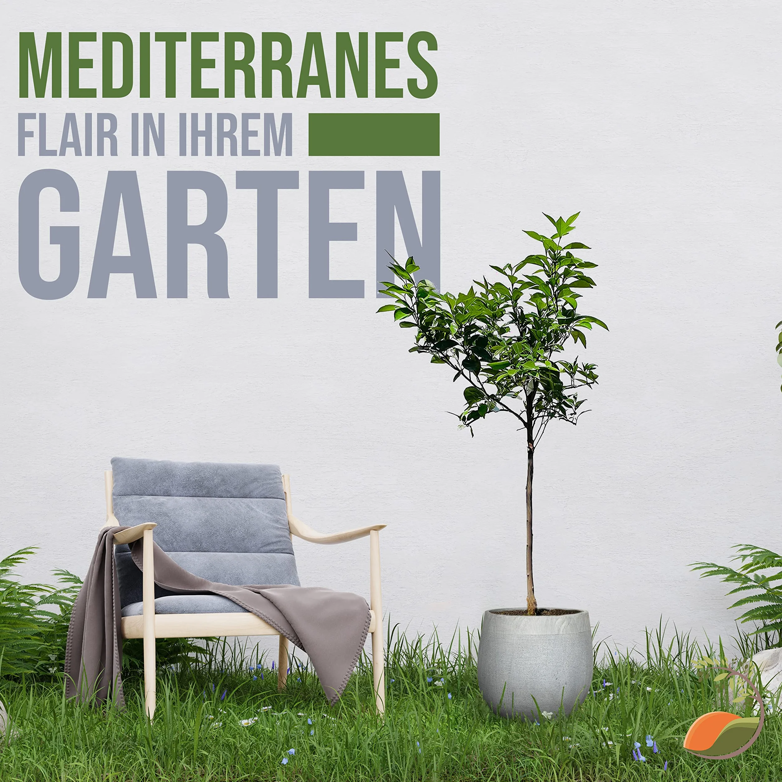 TropicTrees Drzewko pomarańczowe Citrus Sinensis 160 cm obwód pnia 8-10 cm