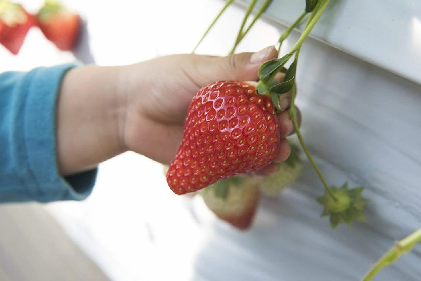 Fragaria Ananassa Truskawka olbrzymia 50 nasion