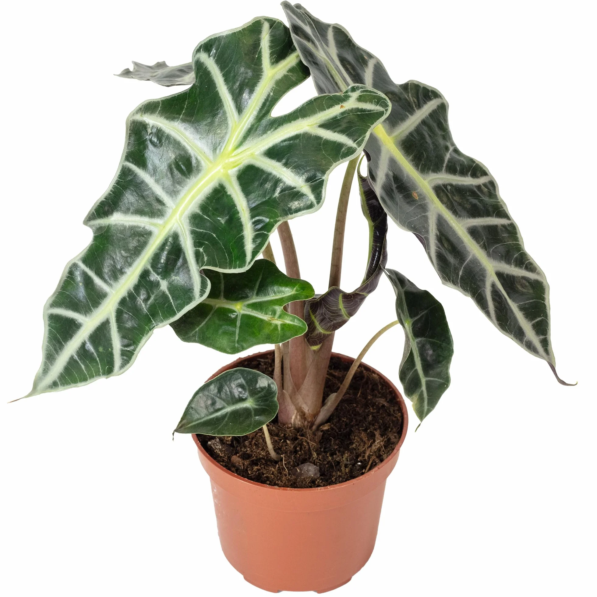 Arrow - prawdziwa roślina pokojowa, alocasia 'Polly' - wysokość ok. 25 cm, średnica doniczki 12 cm