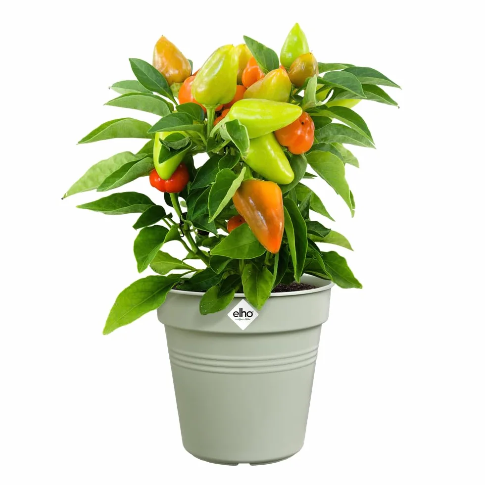 elho Green Basics doniczka do uprawy Ø 17 x wys. 15,8 cm zielona kamienna zieleń