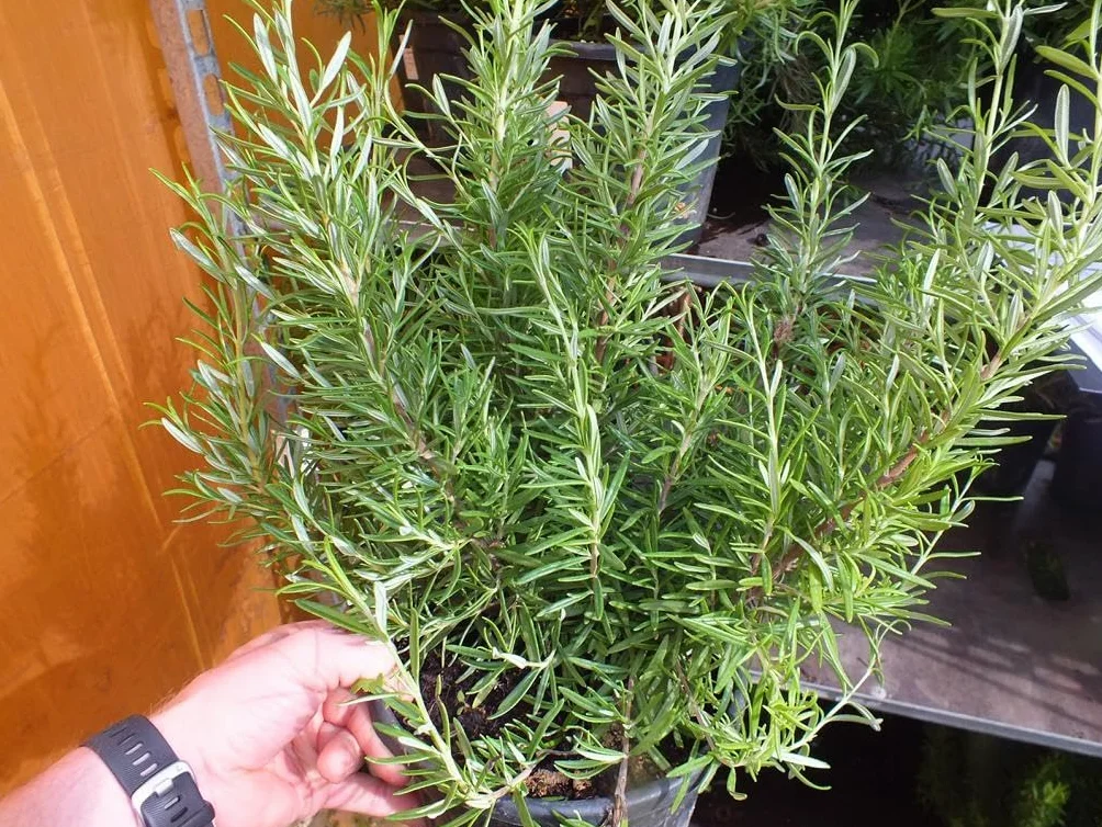 Rozmaryn XXL 40-60 cm – Salvia rosmarinus – świeży rozmaryn do ogrodu i kuchni – aromatyczna przyprawa i roślina lecznicza