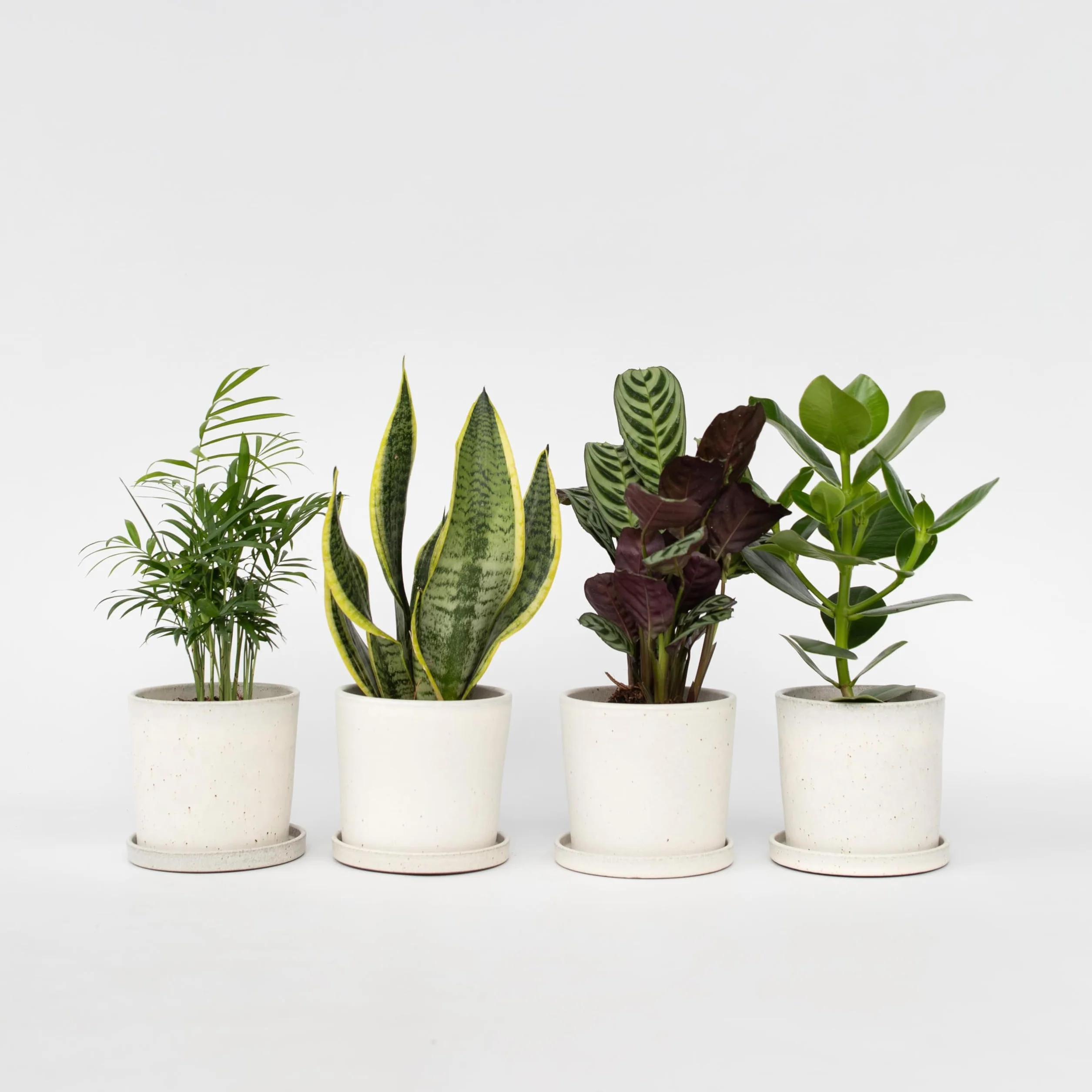 Zestaw 4 roślin domowych łatwych w pielęgnacji - Doniczka 12cm - Wysokość 25-40cm