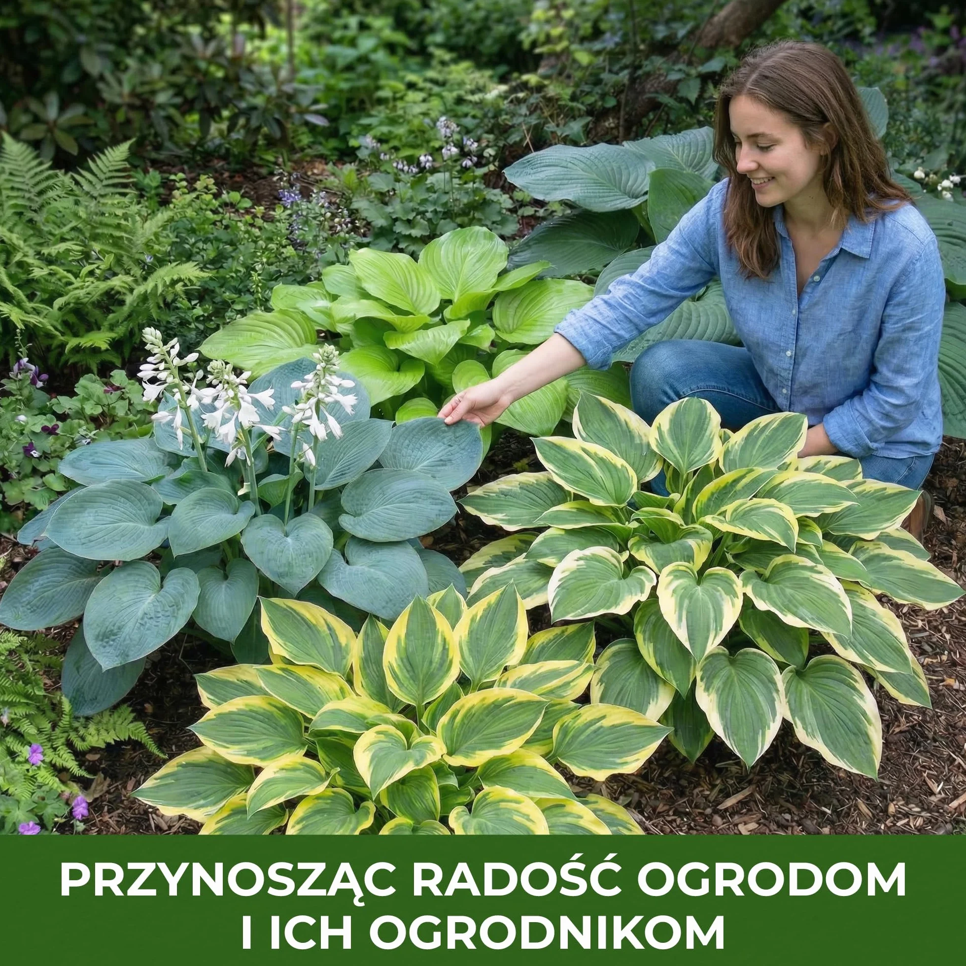 Hosta Blue Collection 5 odmian duże byliny z gołymi korzeniami
