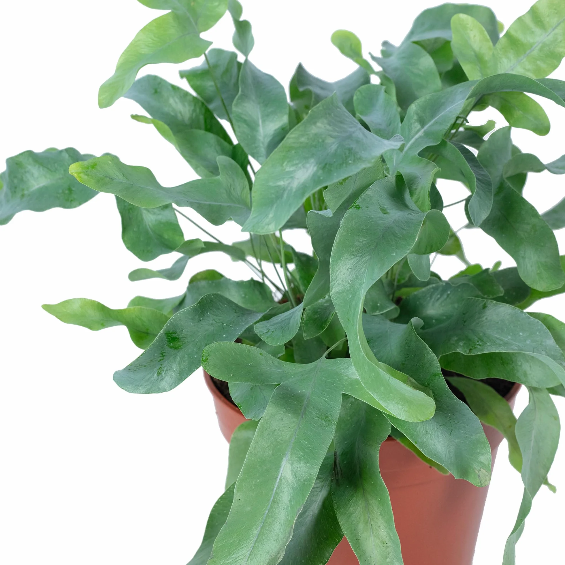 Phlebodium aureum 'Blue Star' Złota paproć roślina pokojowa 40 cm doniczka 14 cm