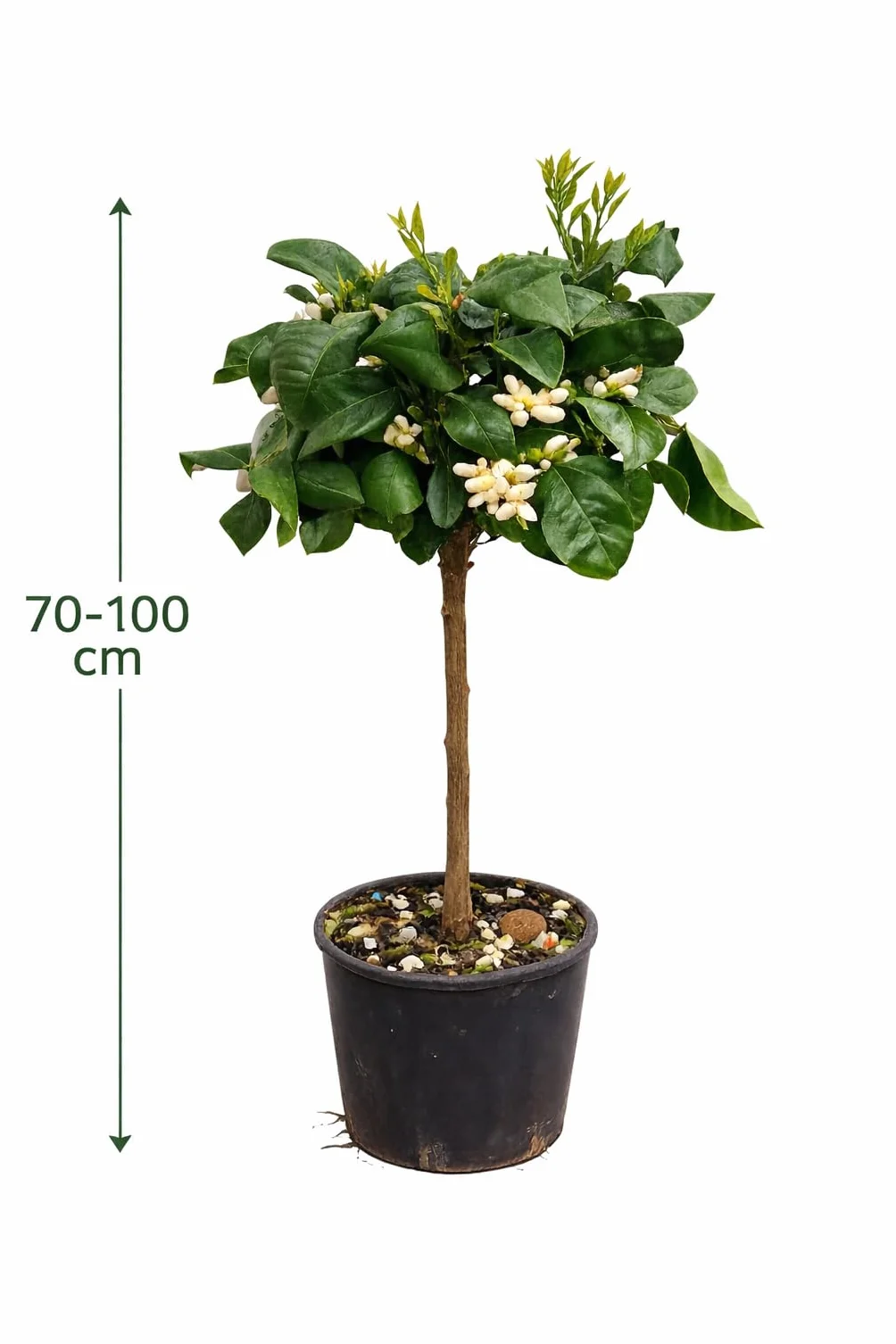 Drzewko pomarańczowe Arcobal 80-100 cm - Citrus Sinensis 'Arcobal' - tęczowa pomarańcza