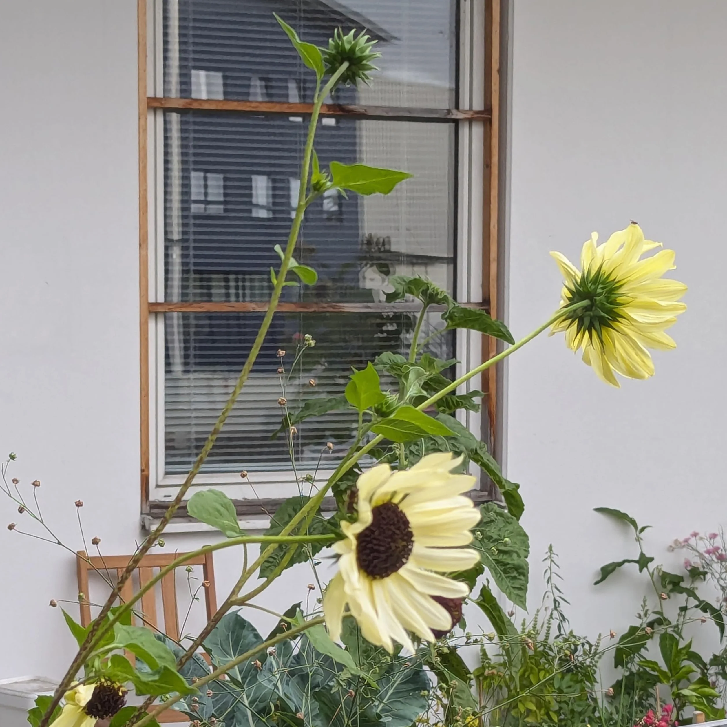 Magic Garden Seeds Nasiona słonecznika 'Vanilla Ice' 120-150 cm