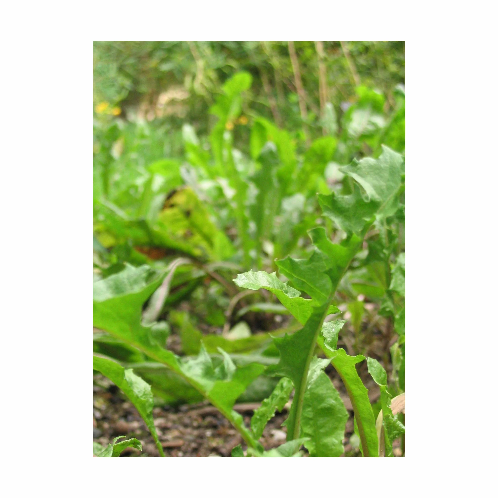Mniszek lekarski (Taraxacum officinale) 500 nasion Mniszek lekarski Jaskier lekarski