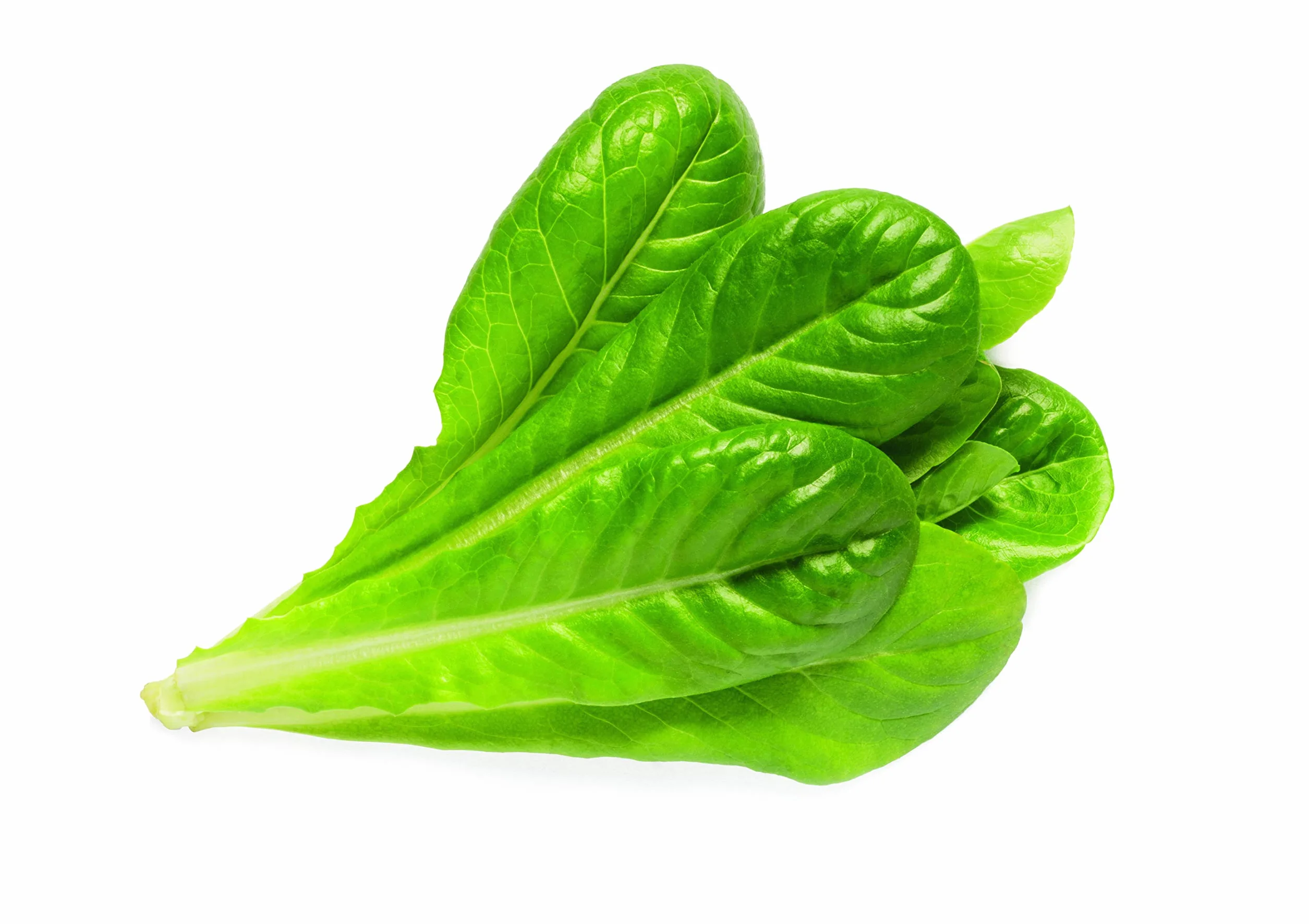 Click & Grow Plant Pods, sałata rzymska, kapsułki roślinne do Smart Garden, 3-pak