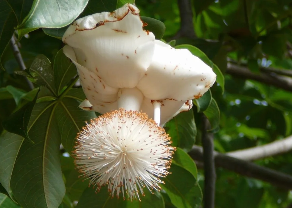 SAFLAX Adansonia digitata Afrykańskie Drzewo Baobabu 6 Nasiona